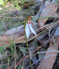 Eriochilus collinus collinus