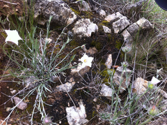 Convolvulus lanuginosus