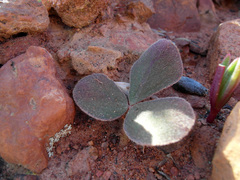 Oxalis pulchella