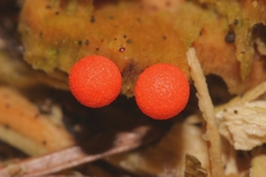 Lycogala exiguum