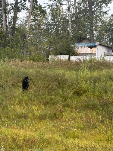 American Black Bear