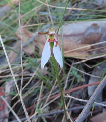 Eriochilus collinus collinus