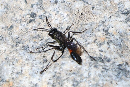 iNaturalist observation photo of Ammophilini