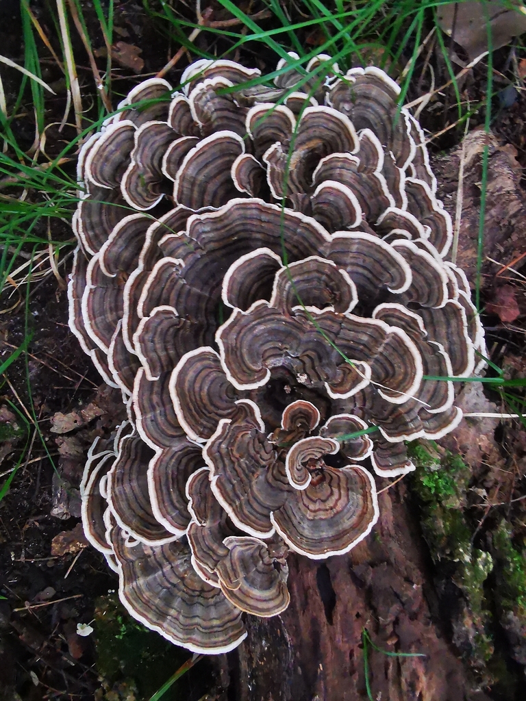 turkey-tail · September 2026 · photo: Photo: (c) Alexis Williams, some rights reserved (CC BY) · iNaturalist