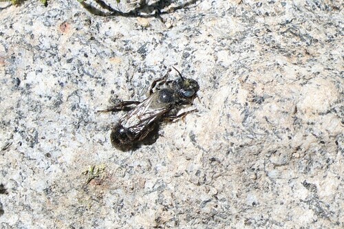 iNaturalist observation photo of Small Mason Bees