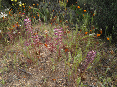 Lachenalia carnosa