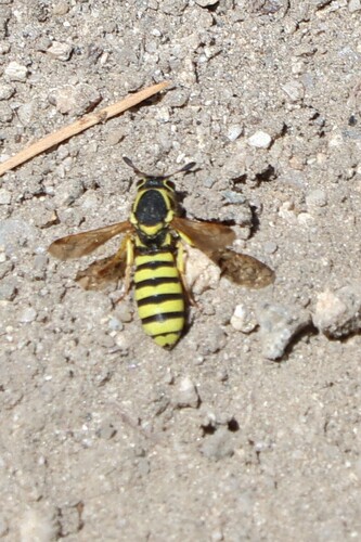 iNaturalist observation photo of Pseudomasaris zonalis