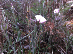 Convolvulus lanuginosus