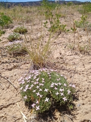 Houstonia rubra