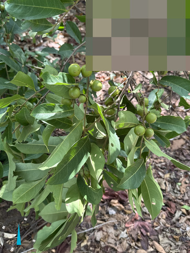 Diospyros inconstans, photograph 2
