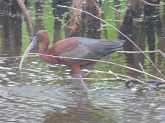 Plegadis chihi × Plegadis falcinellus