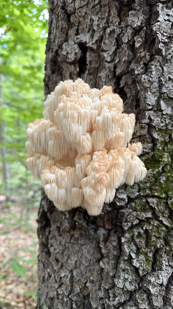 Bear's Head Tooth · September 2026 · photo: Photo: (c) Ryan Goodman, some rights reserved (CC BY) · iNaturalist