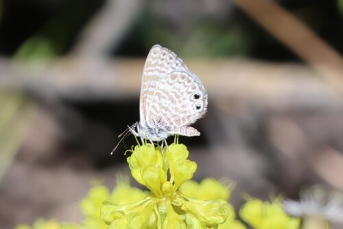 iNaturalist observation photo of Marine Blue