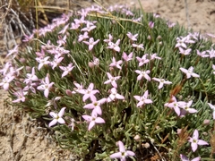 Houstonia rubra