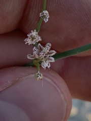 Eriogonum exaltatum