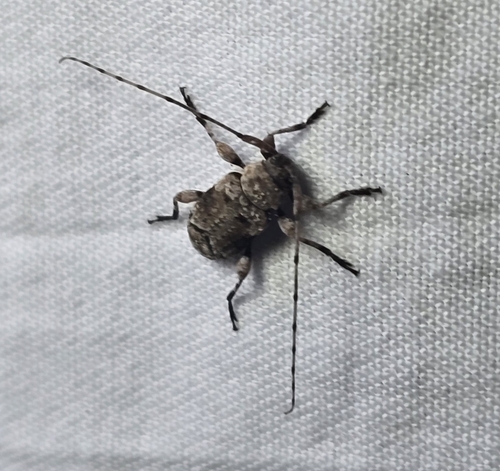 Sternidius mimeticus