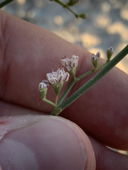 Eriogonum exaltatum