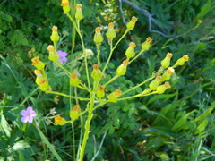 Senecio hydrophiloides