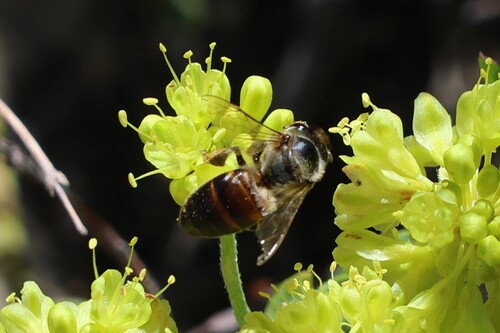 iNaturalist observation photo of Western Honey Bee