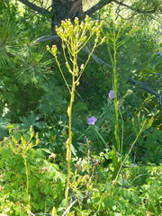Senecio hydrophiloides