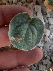 Eriogonum exaltatum