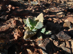 Odontophorus marlothii