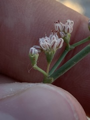 Eriogonum exaltatum
