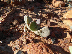 Odontophorus marlothii
