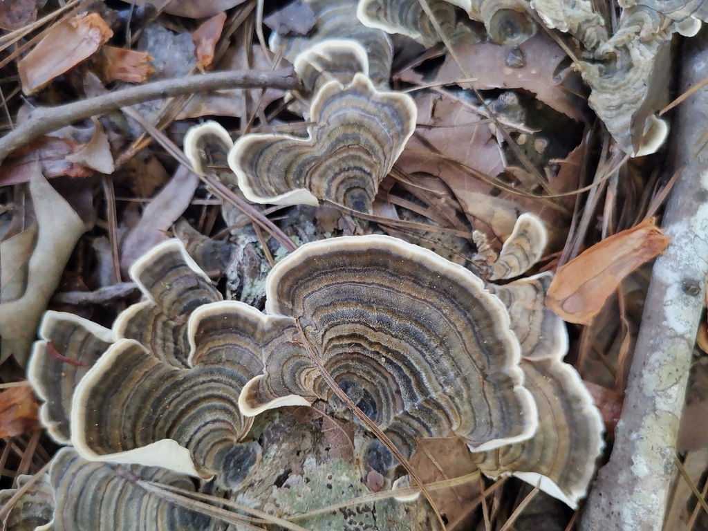turkey-tail · September 2026 · photo: Photo: (c) Cheryl Stinchcomb, some rights reserved (CC BY) · iNaturalist