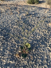 Eriogonum exaltatum