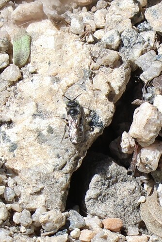 iNaturalist observation photo of Bees