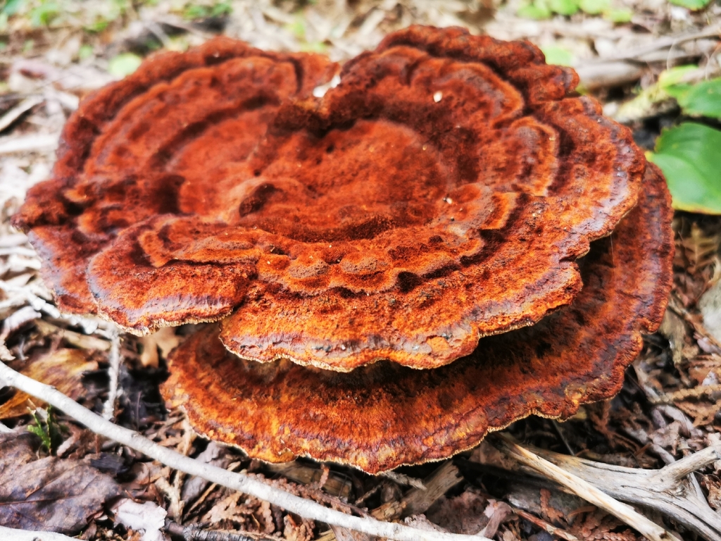Phaeolus hispidoides · September 2026 · photo: Photo: (c) Alexis Williams, some rights reserved (CC BY) · iNaturalist