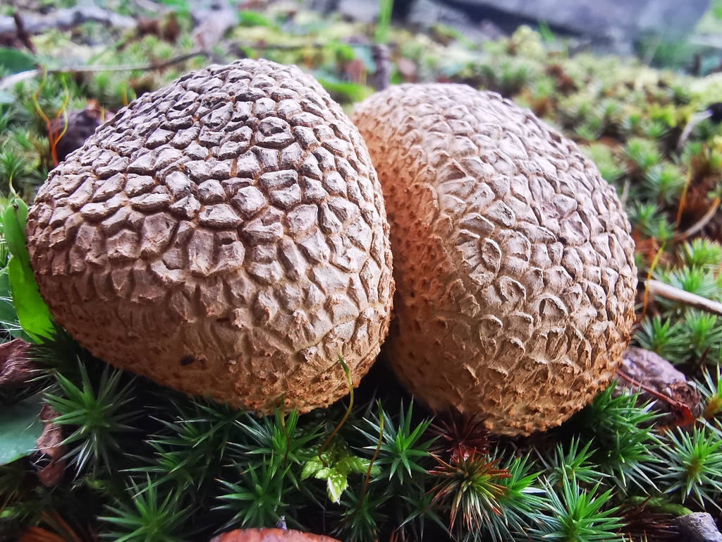 common earthball · September 2026 · photo: Photo: (c) Alexis Williams, some rights reserved (CC BY) · iNaturalist
