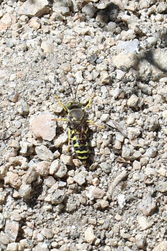 iNaturalist observation photo of Sand Wasps