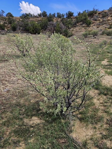 Pale Wolfberry
