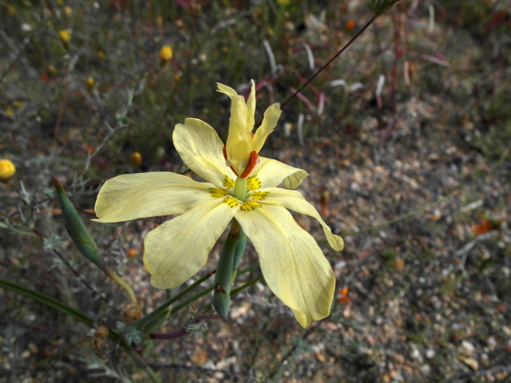 Moraea intermedia