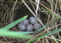 Emberiza citrinella