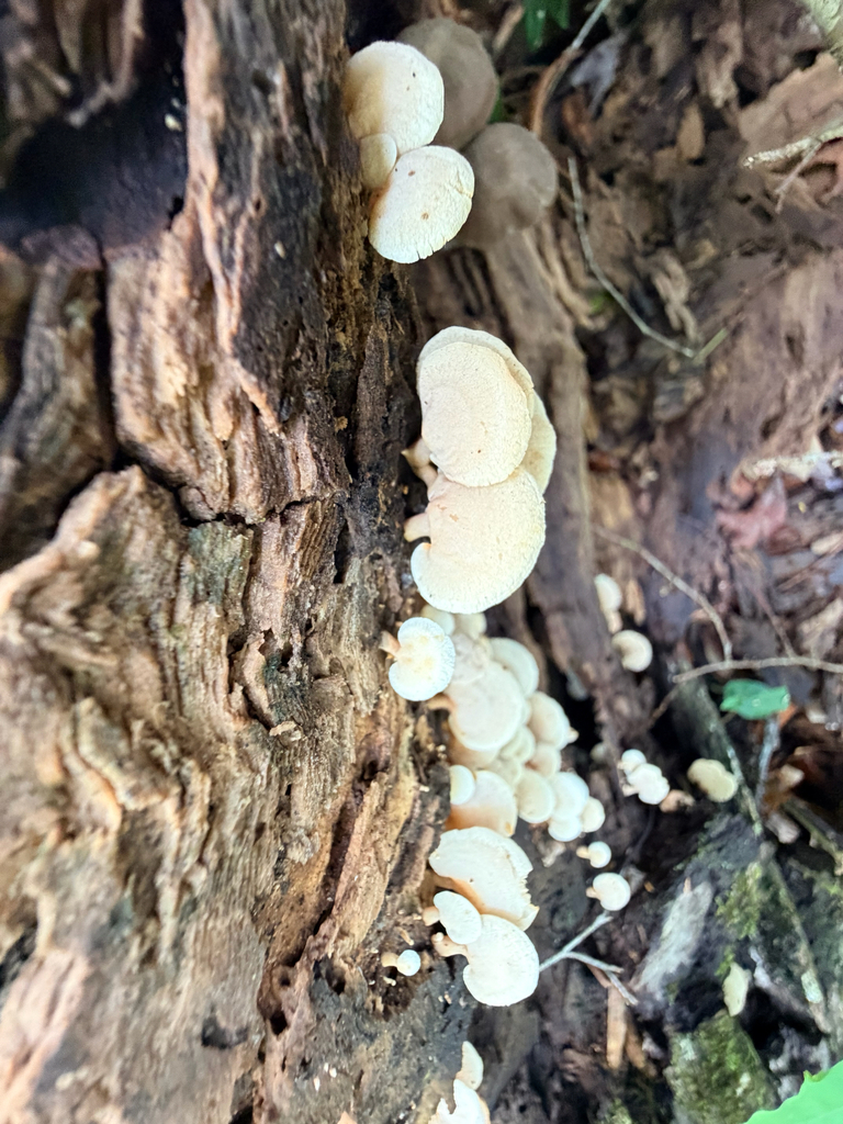 Panellus pusillus