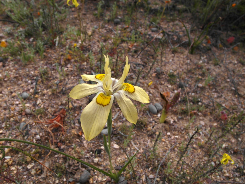 Moraea margaretae