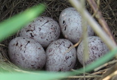 Emberiza citrinella