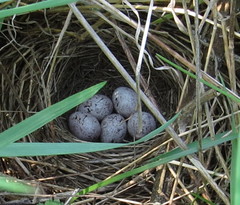 Emberiza citrinella