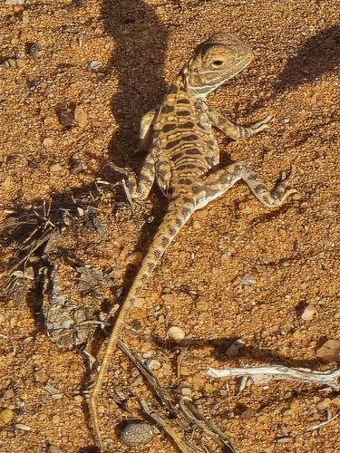 Ctenophorus salinarum, 2026-04-18
