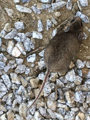 Peromyscus gambelii