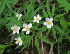 Anemonoides uralensis