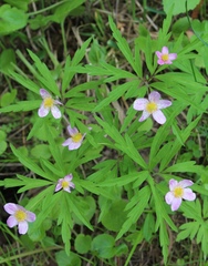 Anemonoides uralensis