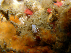 Hypselodoris placida
