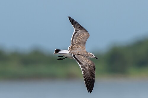 Laughing Gull