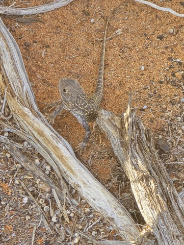 Ctenophorus salinarum, 2026-04-18