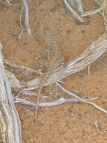 Ctenophorus salinarum, 2026-04-18