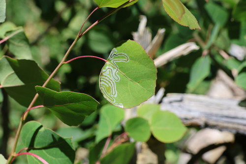 iNaturalist observation photo of Phyllocnistis